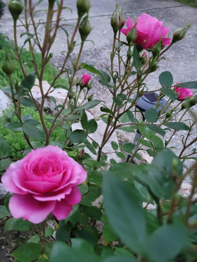 Anda vendégház Harkány Esterno foto
